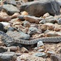 Western Yellow Bellied Racer (juv)