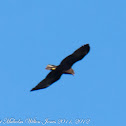 Mars Harrier; Aguilucho Lagunero