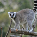 Ring Tailed Lemur