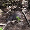 Baby dove 