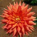 Dahlia