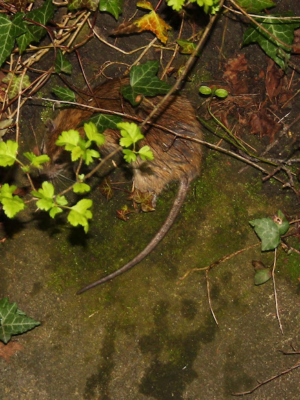 Spotting Image 1