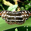 Acontius Firewing, mariposa, butterfly, borboleta