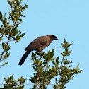 Purplish jay