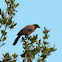 Purplish jay