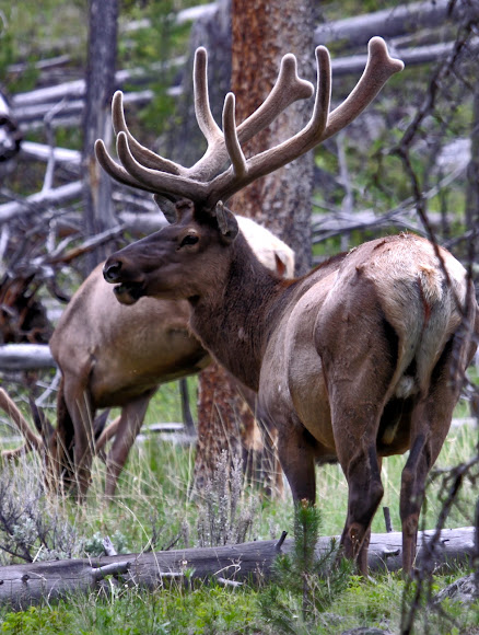 Spotting Image 1
