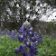Even more Texas Bluebonnets