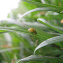 Ladybird