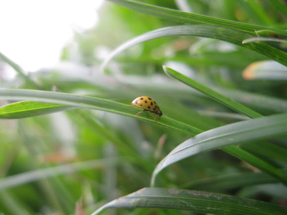 Spotting Image 1