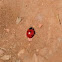 ladybug