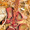 Navelwort, ombligo de venus