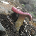 Dry Russula