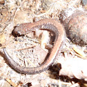 Eastern red-backed salamander