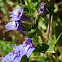 Great blue lobelia