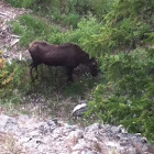 Female Moose