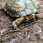 Eastern box turtle