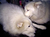 Busco Novia Para Mis Bellos Samoyedos