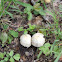 Mushrooms