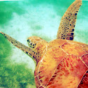Green Sea turtle