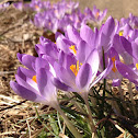 Crocus