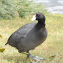 American coot