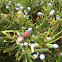 Kusamaki or Buddhist Pine