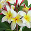 Plumeria