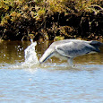 Rio Formosa Biodiversity