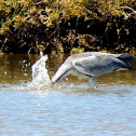 Grey heron