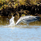 Grey heron