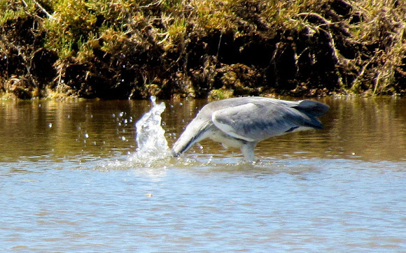 Spotting Image 1