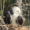 Magnificent frigatebird (immature)