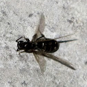 Black Cockroach Hunter Wasp
