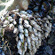 Gooseneck Barnacle