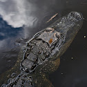 American Alligator