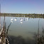 pelican
