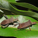 Leaf-footed bugs (pair)
