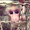 Pig Tailed Macaque