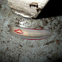 Red triangle slug