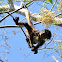 Spider Monkey