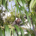 Sagui