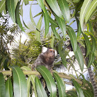 Sagui