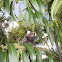 Sagui