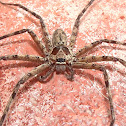 Brown Huntsman Spider