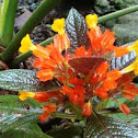 Copper Leaf 