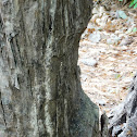 Beaver Signs
