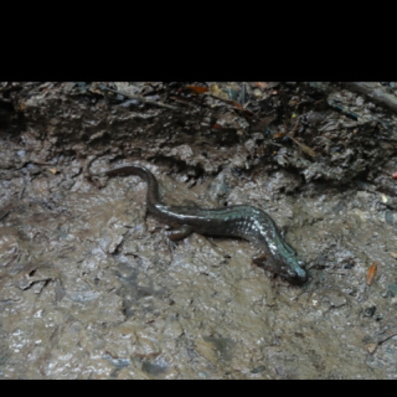 Spotting Image 1
