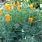 California Poppy or Golden Poppy