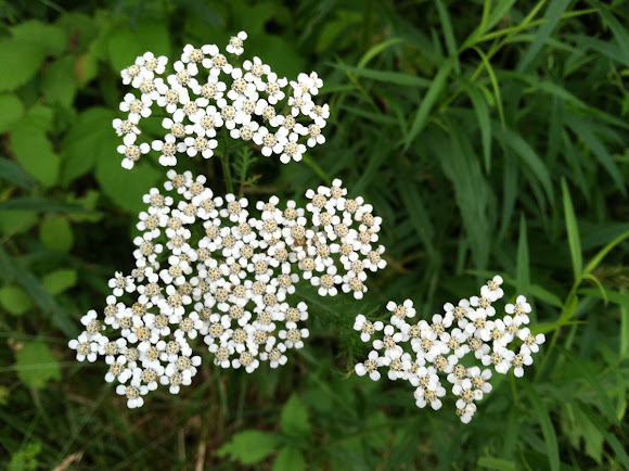 Spotting Image 1