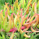 ice plant